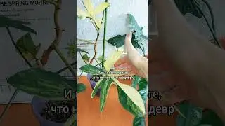 Тот самый🌿Из гнилой почки в красавца за 3 года💖 #ФИЛОДЕНДРОН МАГИЧЕСКАЯ #МАСКА 🌿 #цветы #растения