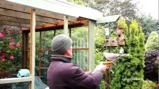 A few facts about wild Doves,(Streptopelia Decaocto) UK
