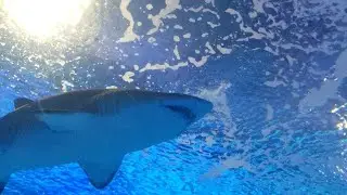 Sharks at Valencia Oceanografic aquarium - March 2022