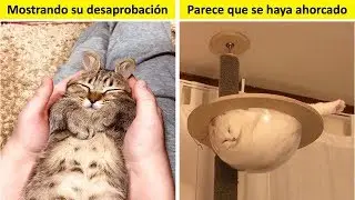 43 Gatos Que Nos Hicieron Partirnos De Risa