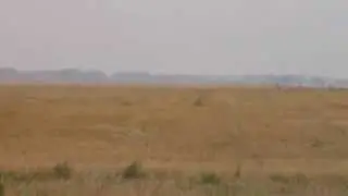 Охота на зайца - Осень 2015