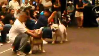 1ST American bully expo tijuana 2010