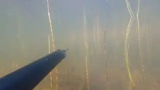 мелкая рыба вокруг