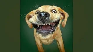 TOP 10 dog barking videos compilation 2019 ♥ Dog barking sound   Funny dogs