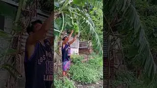 pag may tinanim may aanihin #farming #youtuberchannel #saging