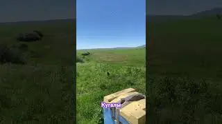 30.05.2024 новое место медосбора. Кугалы.