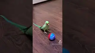 Говорящий ожереловый попугай Ричи играет