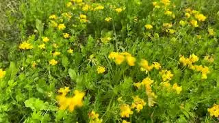 Лядвенец рогатый на шабалинском поле (Вятский край)