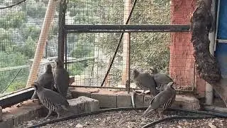 Keklik kafesimiz yeni üyelerle şenlendi 🐧🐧🐧