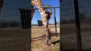 Child vs. Giraffe