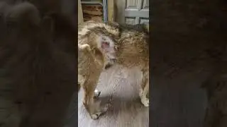 Маше нужна помощь🙏🥺