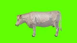 Green screen Buffalo video | White Buffalo eating green screen