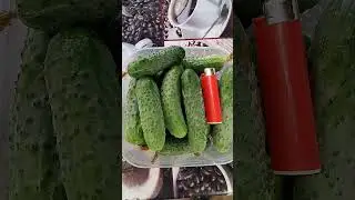 Утренний урожай: огурцы Пасалимо!