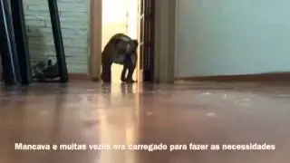 Denervação para tratamento de displasia coxofemural