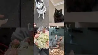 А у вас есть животные? Сколько? Кто? Сколько лет? Кличка? #кот #собака #cat #dog