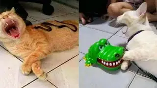 Funniest Cat And Dog||New Video||Inspired By @Cute Paws #FunnyCat #FunnyDog #CutePaws