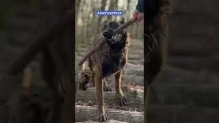Belçika Kurdu - Malinois #shorts #belçikakurdu #malinois #doglover