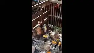 Feel Duck