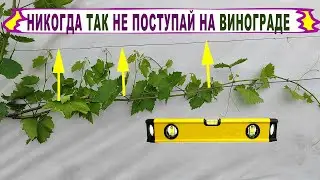 🍇 Никогда ТАК НЕ ДЕЛАЙ когда формируешь ПЕРВЫЕ РУКАВА на винограде. Обзор куста 2 год!