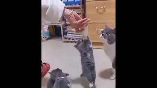 Голодный котик