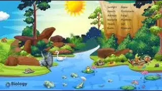 BIOLOGICAL LIFE AND ITS ENVIRONMENT -THE ENVIRONMENT AND THEIR THEIR LIVING THINGS