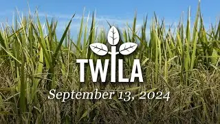 TWILA -- September 13, 2024