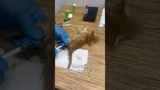 Ты тоже нас пролистаешь?💔Мы ведь «всего лишь» кошки…