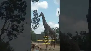 Let's learn about giraffes #animal #zooamerica #bringingthezootoyou #giraffe