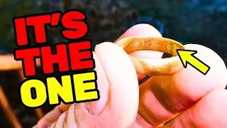 The ONE Thing Everyone Wants to FIND Metal Detecting