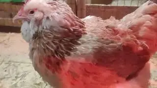 Жизнь кур разных пород в одном птичнике