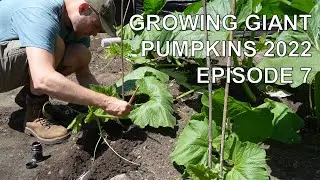 Growing Giant Pumpkins 2022 Episode 7 - Secondary Positioning, Fertilizing, Wind Protection