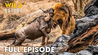Serengeti (Full Episode) | Survival Showdown In Deadliest Great Migration | nature documentary
