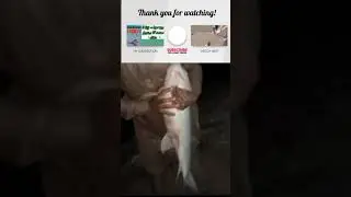 fishing videos new2023 big rohu fish catching in river#fishingtips#angler#fishingbait#fishingmethod