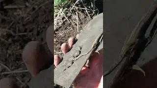 ВОТ ЭТО КУСОК РЕБЯТА! 😲. Коп меди.
