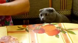 Вислоухий Котямба