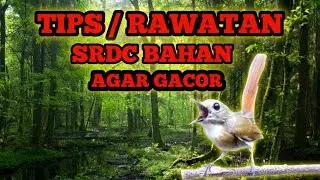 Rawatan srdc bahan agar gacor