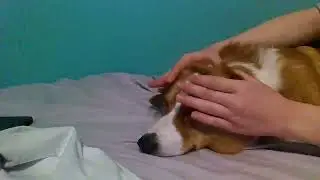 Crumpets gets a good old Cheek massage part 3!!!