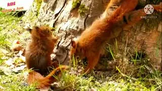 Забавные БЕЛОЧКИ 🐿️от КИДС Маша и Аня // Забавное видео //Funny Squirrel 🐿️ // KIDS Masha and Anya