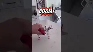 покажи свою самую классную и недорогую покупку #memes #прикол #юмор #топ #смех #кино #фильм #фильмы