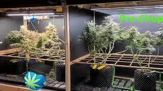 LED/HPS Flwr Mix Grow - Post-Harvest (Conclusions/Thoughts) FT. Mars Hydro SP6500