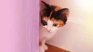 Little Kitten