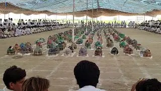 Kala Teetar Chakri Pakistan| Kala Teetar Chakri| Black Francolin Voice