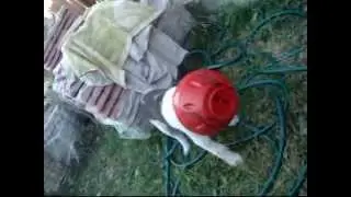 Кіберпес атакує