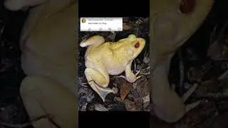 2024 frog and 5000bce frog || Past animals ||#shorts #Trend #trend #new #evolution #animal #today