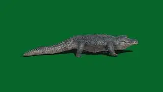 green screen crocodile | crocodile green screen no copyright