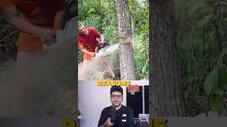 Cutting a tree for the perfect fall