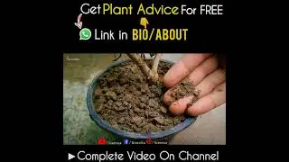 How to Water Lantana Plant?