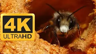 Bee Hotel after One Year - Swarming of Stag Orchard Bees 4K / Canon M6 Mark II /