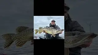 #fishing #ловим #щука #рыбалка #мем 🐟