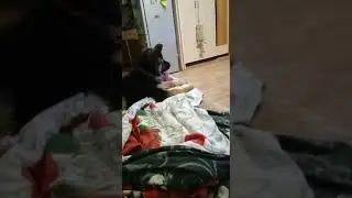 собака Альфа смотрит мультик